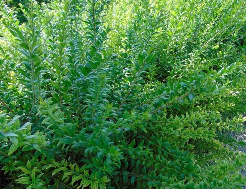 Services et conseils en jardinage